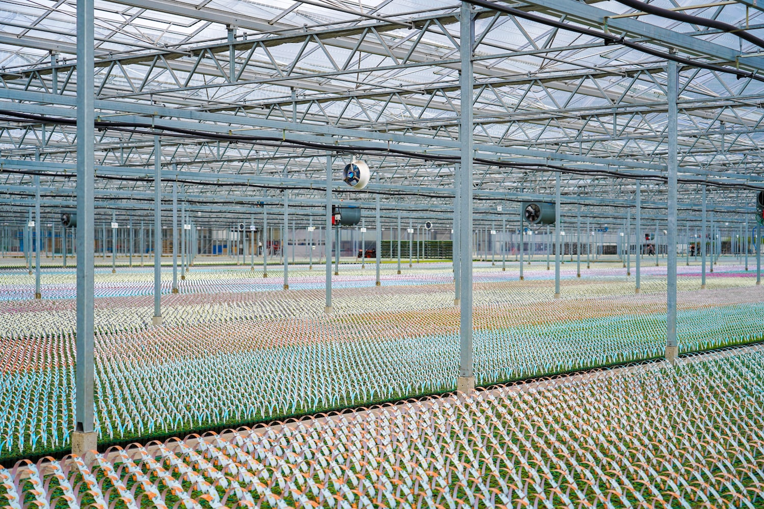 The Ambroses large greenhouse filled with pots of plants and flowers of different colours, far into the distance. The greenhouse is glass roofed and metal framed, with lots of metal pillars scattered throughout and fans hanging from the ceiling.