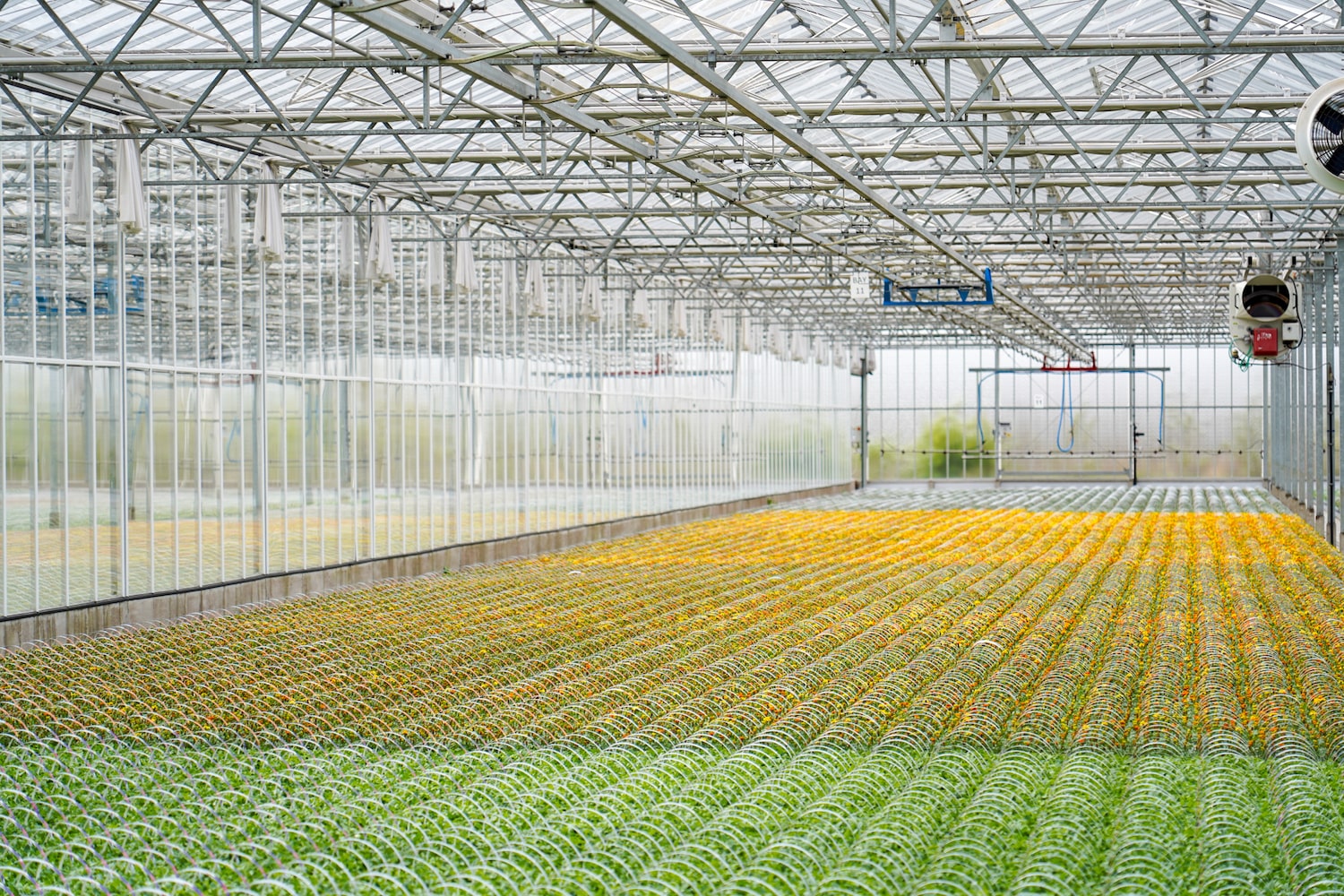 The Ambroses large greenhouse filled with pots of green plants and yellow flowers. They are being watered by a large irrigation system which hangs from the ceiling.